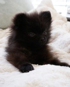 black po