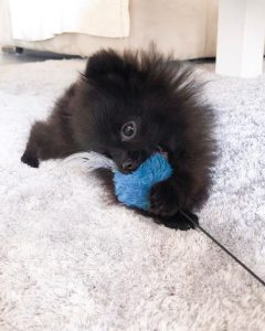 black pom