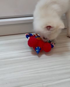 clar playing