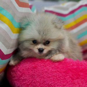 cutei