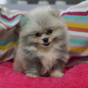 cutest