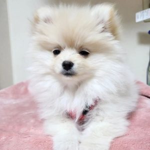 graci