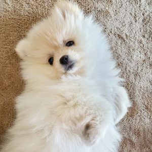 gracie