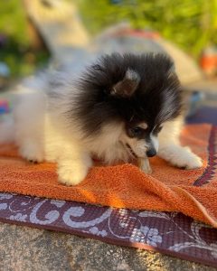 pieb pom