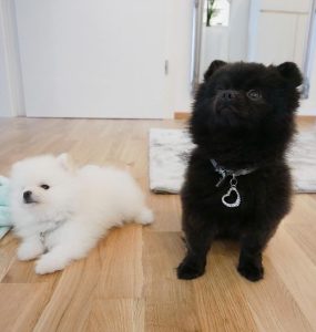 pom black