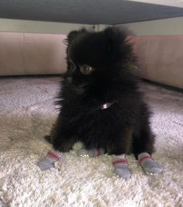 pomer black