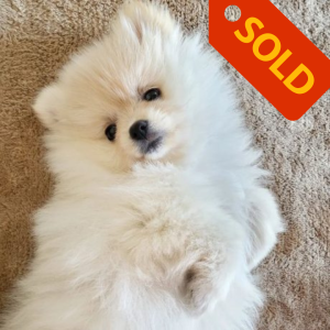 sold puppy